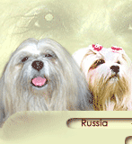 Lhasa apso. Old Tomarktus. Main page