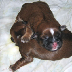 New litter -On October, 11 2008