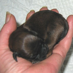 New litter - On October, 8 2008