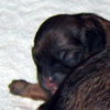 New litter -On October, 21 2008