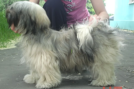 lhasa apso puppies. LHASA APSOS: DOGS and PUPPIES.