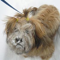 Lhasa apso