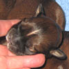 New litter - On November, 12 2007