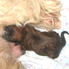 New litter- On November, 15 2007