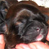 new litter - October, 11 2007